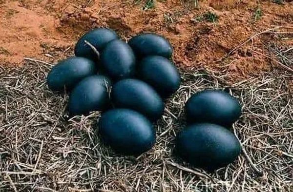 The Mysterious Black Eggs: A Farmer’s Surprising Discovery