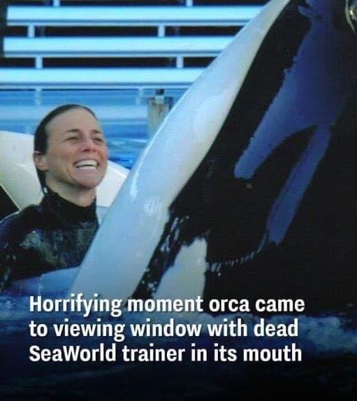 SeaWorld’s Most Dangerous Orca: A Tale of Feats, Beatdowns, and Fatal Dominance Struggles