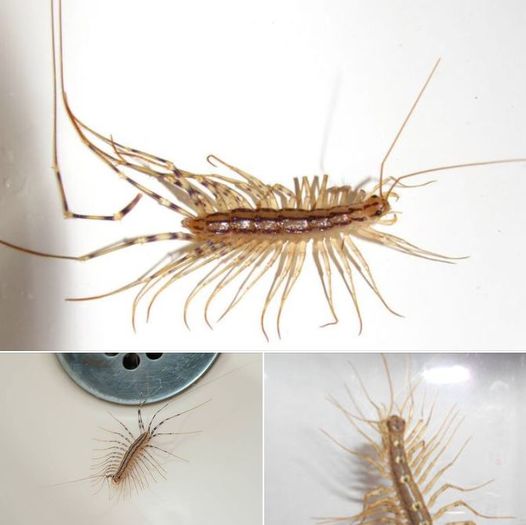 Why You Should Never Kill a House Centipede If You Find One Inside Your House