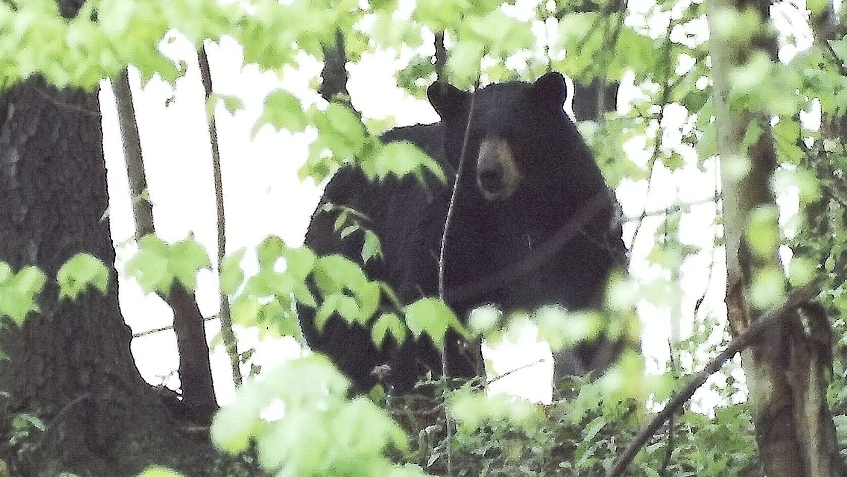 ‘Crazy day’: Black bear collides with, swipes runner in Yosemite National Park