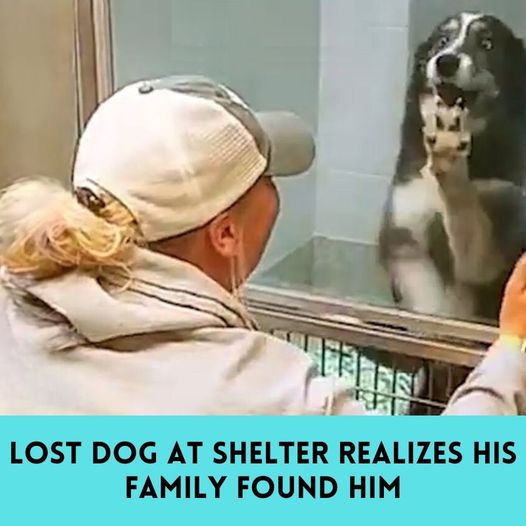 A Dog Reunion After Traveling Over 200 Miles Will Bring You To Tears