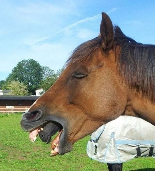 Optical Illusion: The Horse Mouth