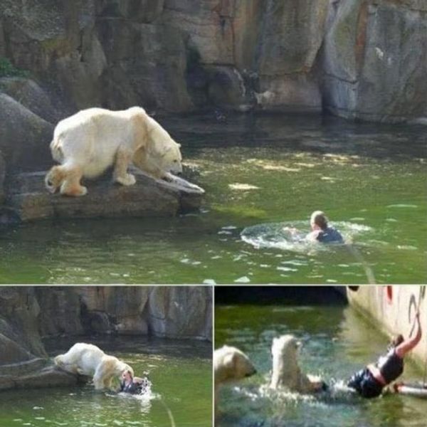 A 32-year-old woman was attacked by a polar bear after she jumped into their enclosure at the Berlin Zoo.