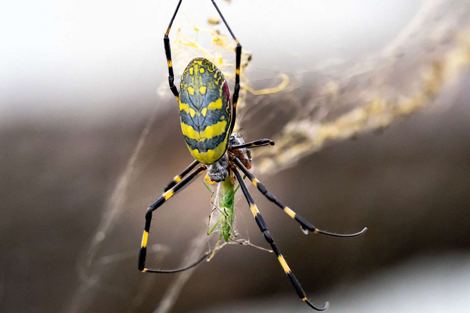 Brace Yourselves: Venomous Flying Spiders Set to Take Over the East Coast