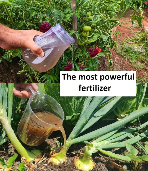 The Most Powerful Fertilizer for Onions, Tomatoes, and Peppers: 200% Higher Yield