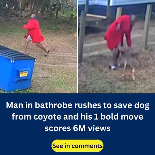 Man In A Bathrobe Rushes To Save A Dog From A Coyote