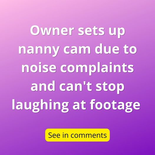 Homeowner Can’t Stop Laughing After Looking At Footage After Receiving Noise Complaints