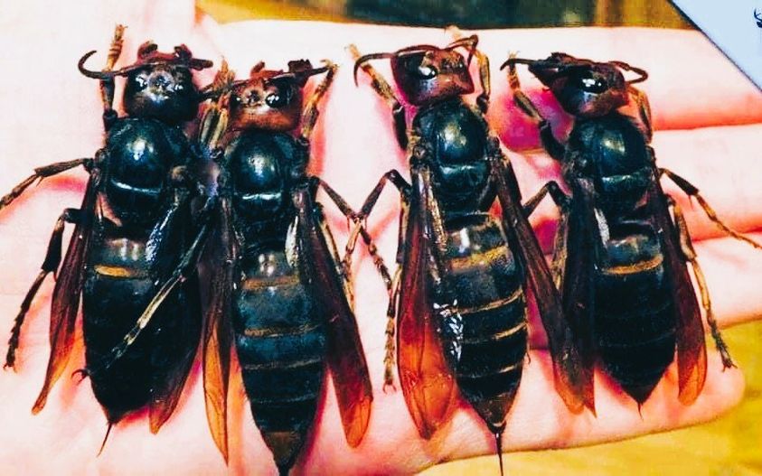 URGENT WARNING! Watch Out for the World’s Most Dangerous Insect