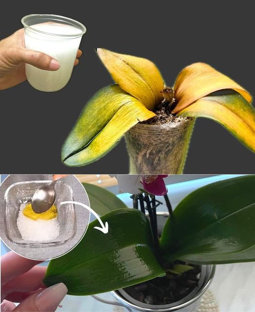 Revive Your Rotten Orchids with This Miracle Cure – You Won’t Believe How Easy It Is!