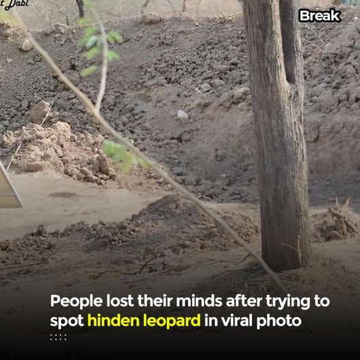 People Have Officially Lost Their Minds Over This Leopard Spotting Challenge