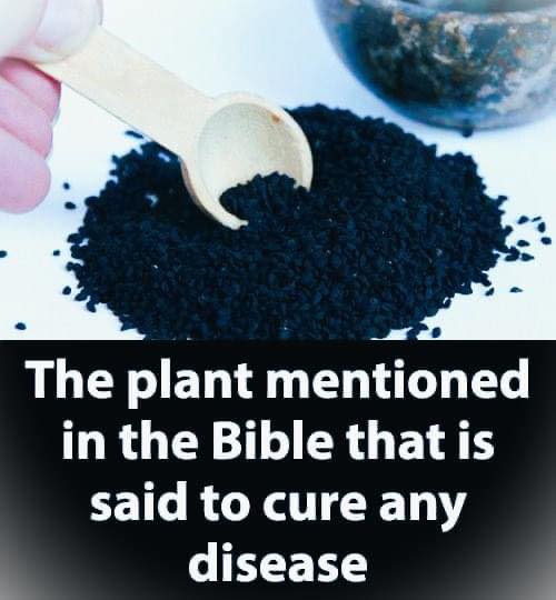 The Plant Described in the Bible as Having the Ability to Heal All Ailments