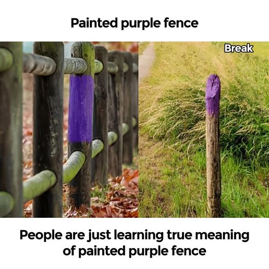 People are just learning true meaning of painted purple fence