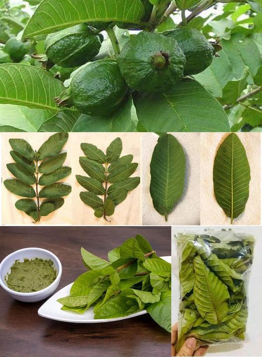 Harness the Hidden Magic of Guava Leaves: Your Ultimate Guide to Hair, Skin, and Health