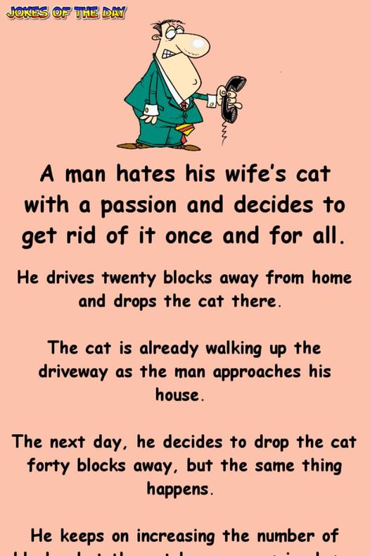 A Man Hates His Wife’s Cat But His Life Is About To Change