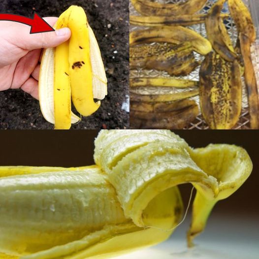 Bury Banana Peel in Your Garden and WATCH WHAT HAPPENS 💥