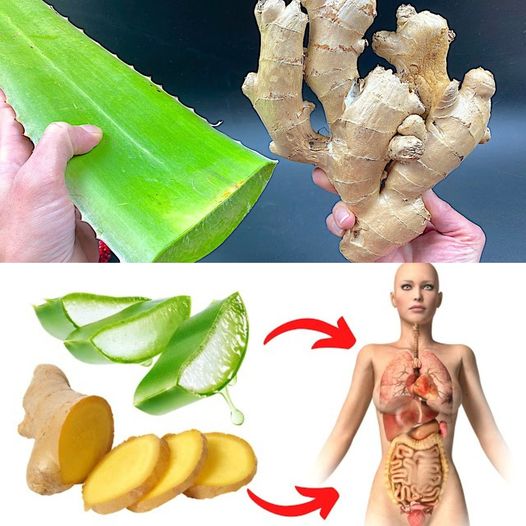 Unleash the Power of Ginger and Aloe Vera: A Natural Antibacterial Dynamo