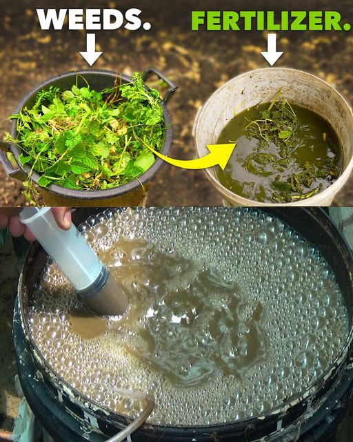 Unlocking Nature’s Bounty: Crafting Free Liquid Fertilizer Using an Ancient Method