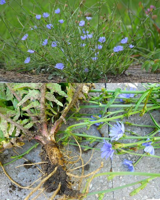 Unlocking the Health Benefits of Chicory Roots: A Nutritional Powerhouse Beneath the Soil