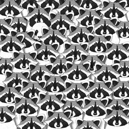 Test: Find the panda among these raccoons