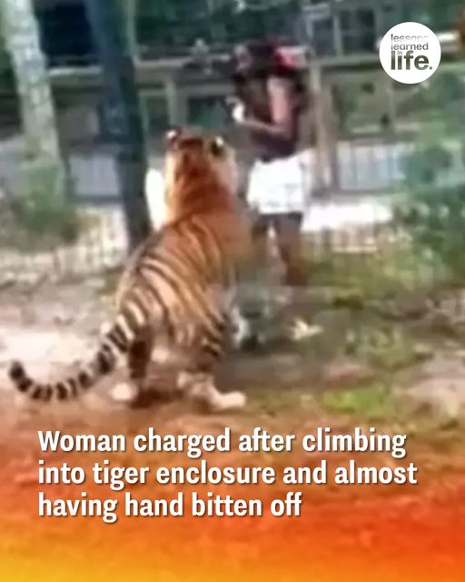 Woman charged after climbing into tiger enclosure and almost having hand bitten off