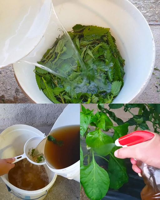 The Importance of Nettle Fertilizer and Insecticide: Making and Using Them in Your Garden