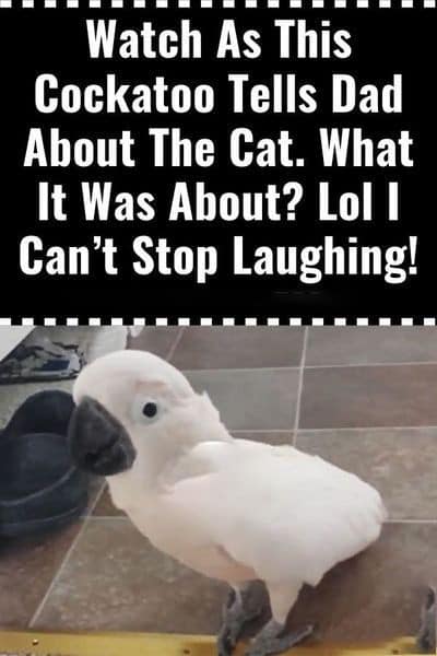 Watch As This Cockatoo Tells Dad About The Cat. What Was It About? Haha I Can’t Stop Laughing!