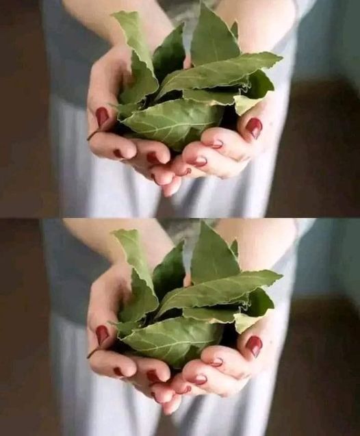 How to Perfume Your Home and Keep Negative Energies Away with Bay Leaves