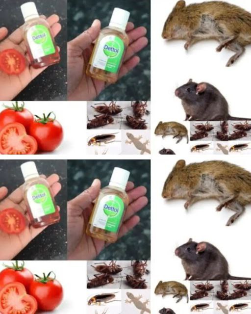 2 Simple Tips to Get Rid of Rats and Cockroaches