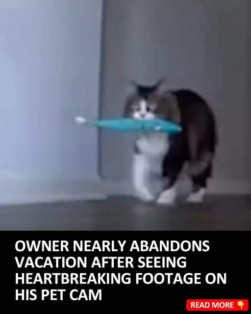 Owner Nearly Cancels Vacation After Heartbreaking Pet Cam Footage