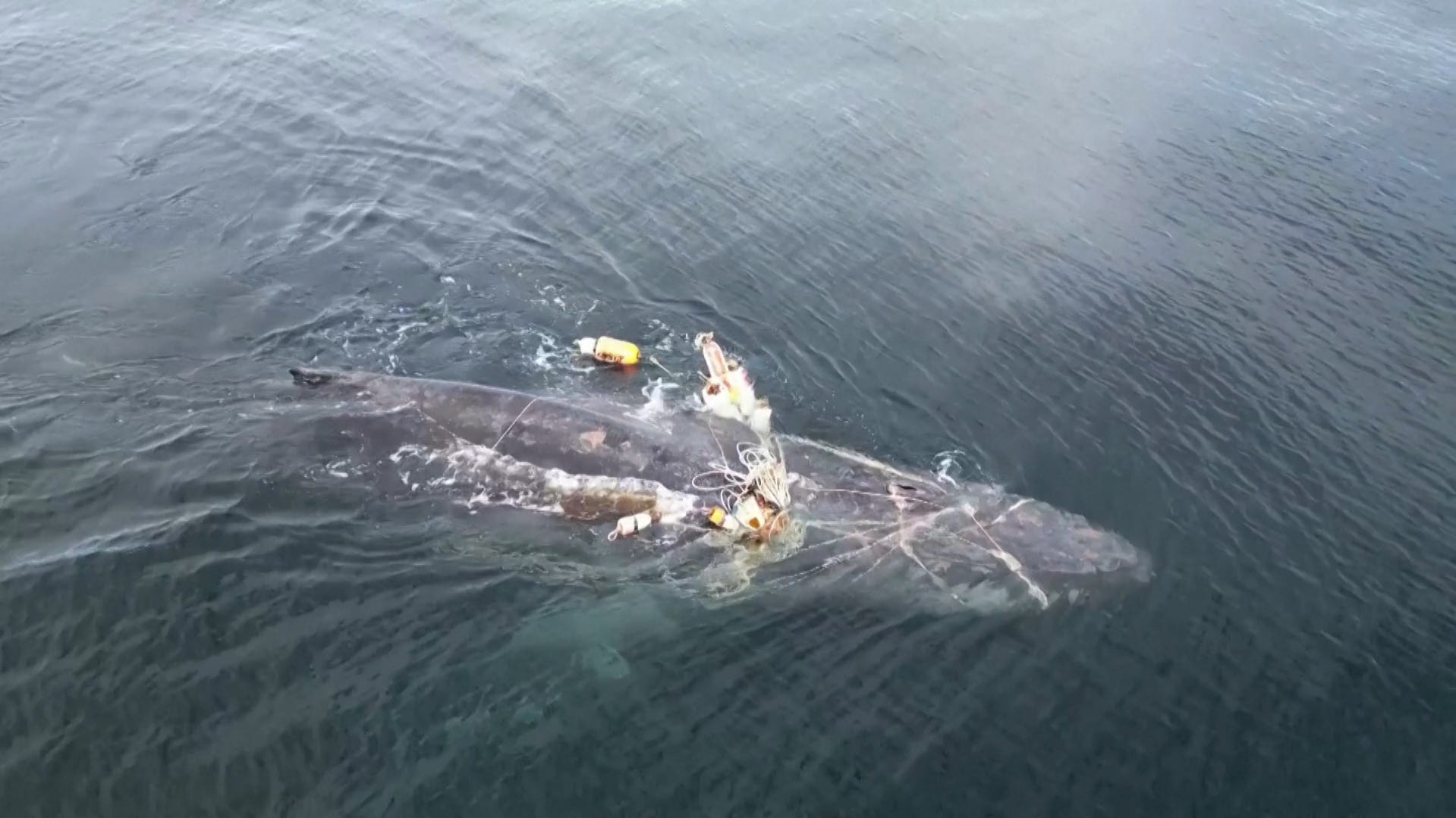 Watch incredible moment humpback whale entangled in fishing gear is freed after 4 days