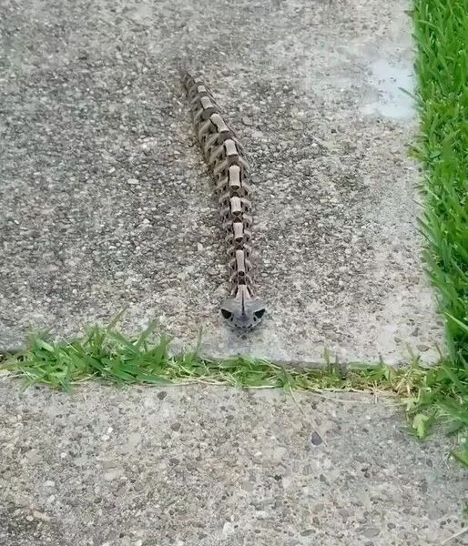 Unveiling the Enigmatic Gaboon Viper: Nature’s Master of Camouflage and Lethal Precision