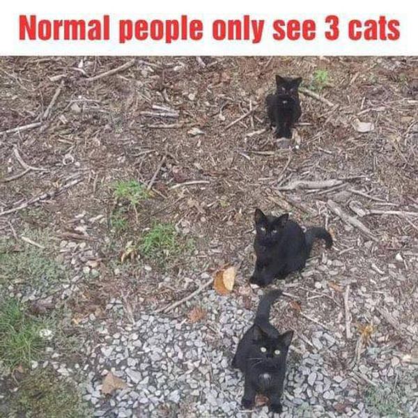 Can’t Find the Fourth Cat?