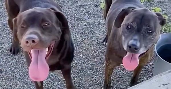 Family surrenders dog to shelter and asks for him to be put down — then they realize he's not alone