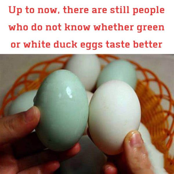 The Great Duck Egg Debate: Green or White, Which Tastes Better?