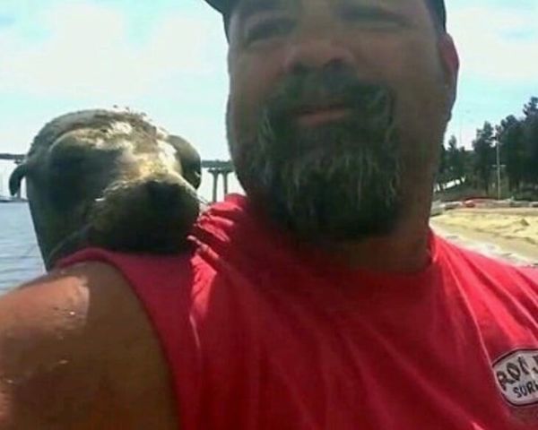 Meeting a Playful Seal on a Boat: A Surprising Encounter