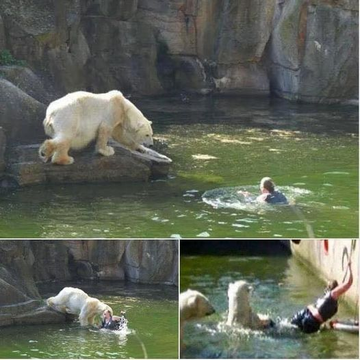 Woman Jumps into Polar Bear Enclosure: A Shocking Incident at Berlin Zoo